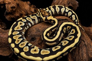 Mojave Spotnose Yellow Belly Het Clown