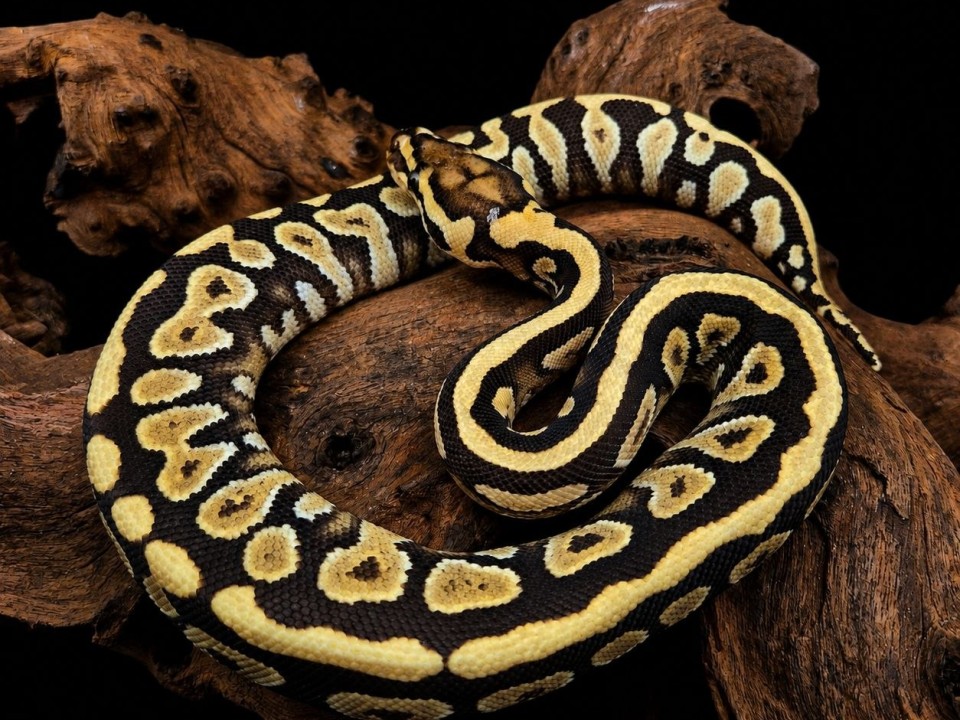 Ball Python Mojave Spotnose Yellow Belly Het Clown