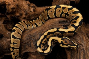 Spotnose Het Clown