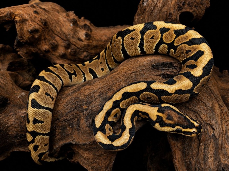 Ball Python Spotnose Het Clown