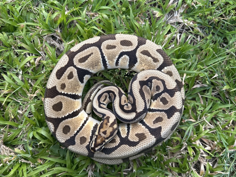 Ball Python Orange Dream Spotnose 100% Het Ultramel