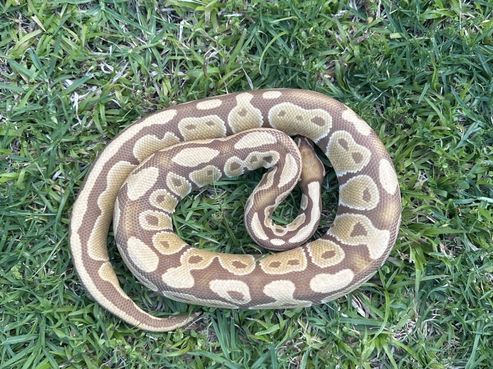 Ball Python Ultramel
