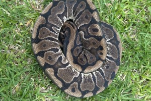 Hidden Gene Woma 100% Het Ultramel