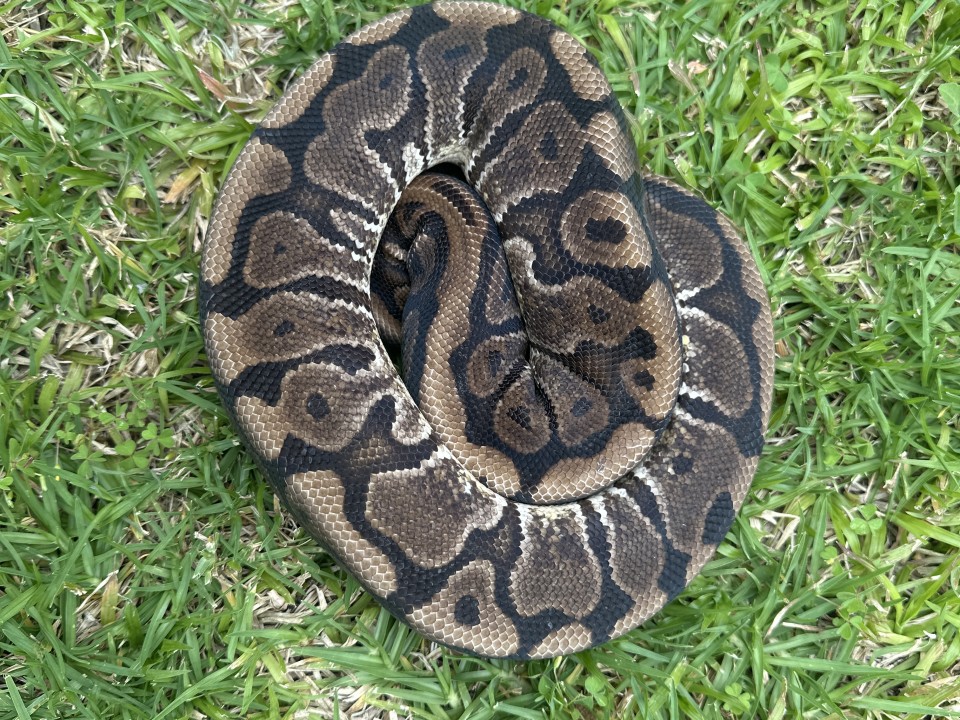 Ball Python Hidden Gene Woma 100% Het Ultramel