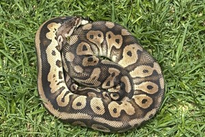 Het Red Axanthic Pastel (Disco) (66% Het Clown)