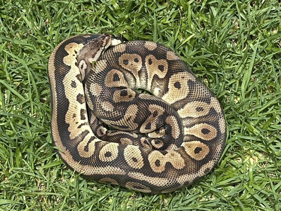 Ball Python Het Red Axanthic Pastel (Disco) (66% Het Clown)