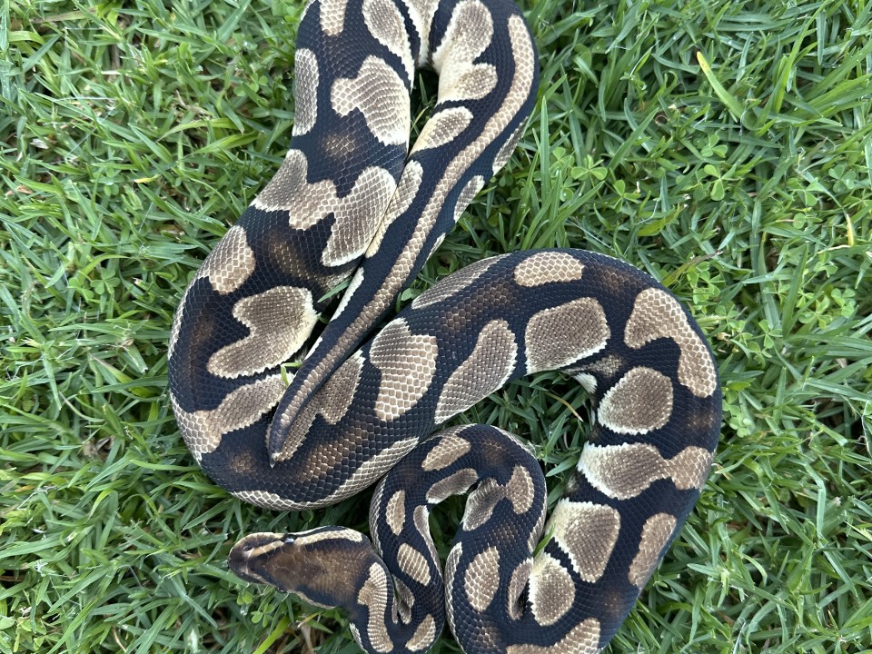 Ball Python Orange Dream