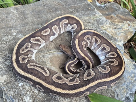 Ball Python — Leopard Mojave Het Candy