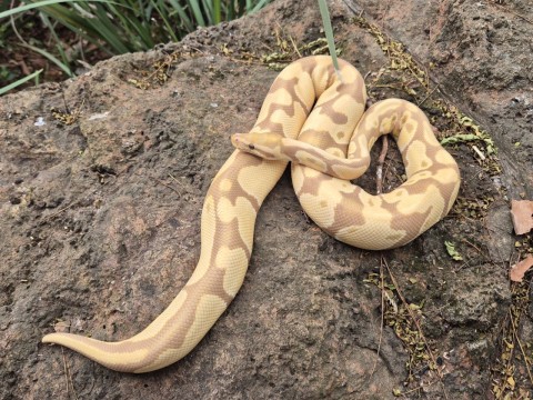 Ball Python — Candy