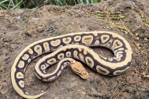 Cypress Special Spotnose Het Clown