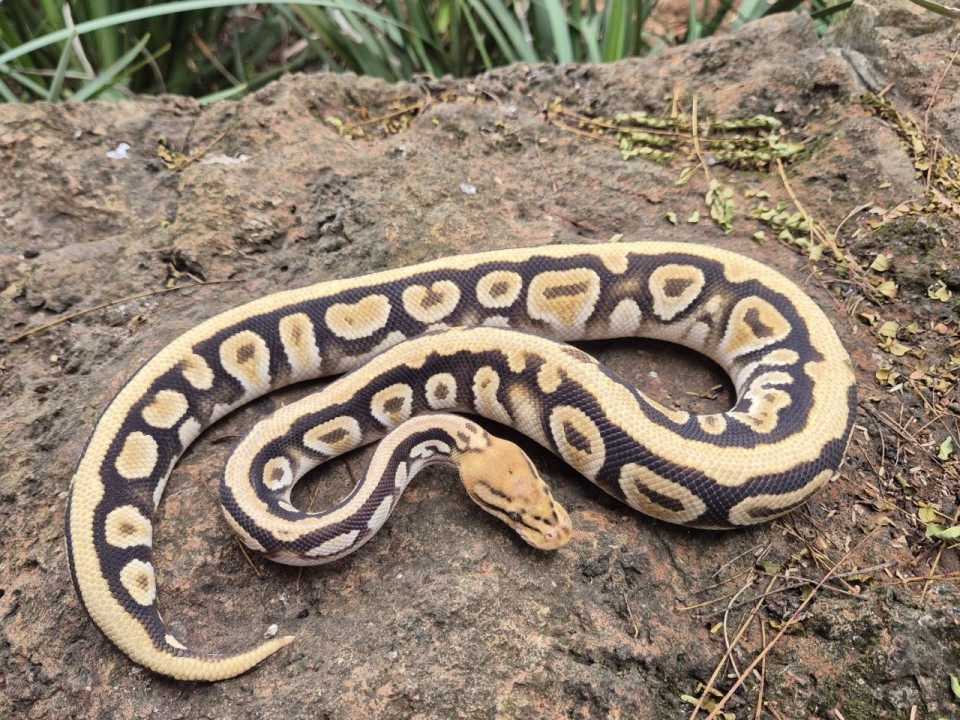 Ball Python Cypress Special Spotnose Het Clown