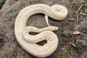 Lavender Albino
