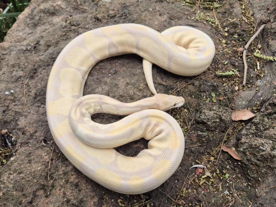Ball Python Lavender Albino