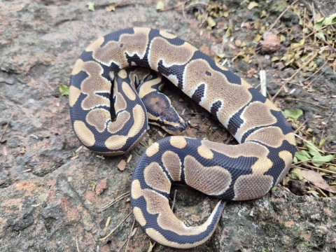 Ball Python — Het Clown