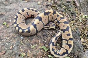 Spotnose Het Clown