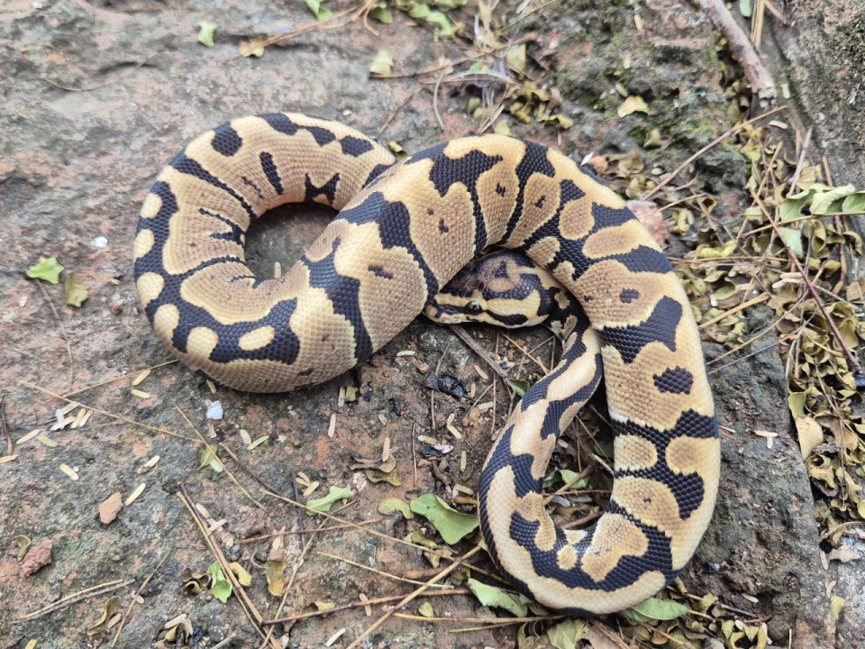 Ball Python Spotnose Het Clown