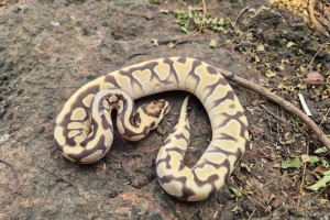 Enchi Spotnose Yellow Belly Het Clown