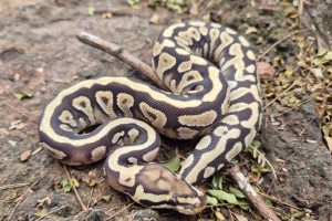 Mojave Spotnose Yellow Belly Het Clown