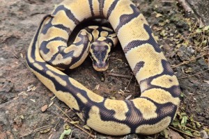 Enchi Pastel