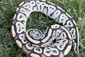 Bongo 100% Het Clown (66% Het Lavender Albino)