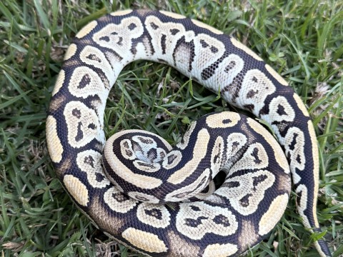 Ball Python — Bongo 100% Het Clown (66% Het Lavender Albino)