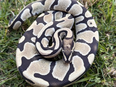 Ball Python — Desert Ghost 100% Het Piebald (50% Het Axanthic (MJ))