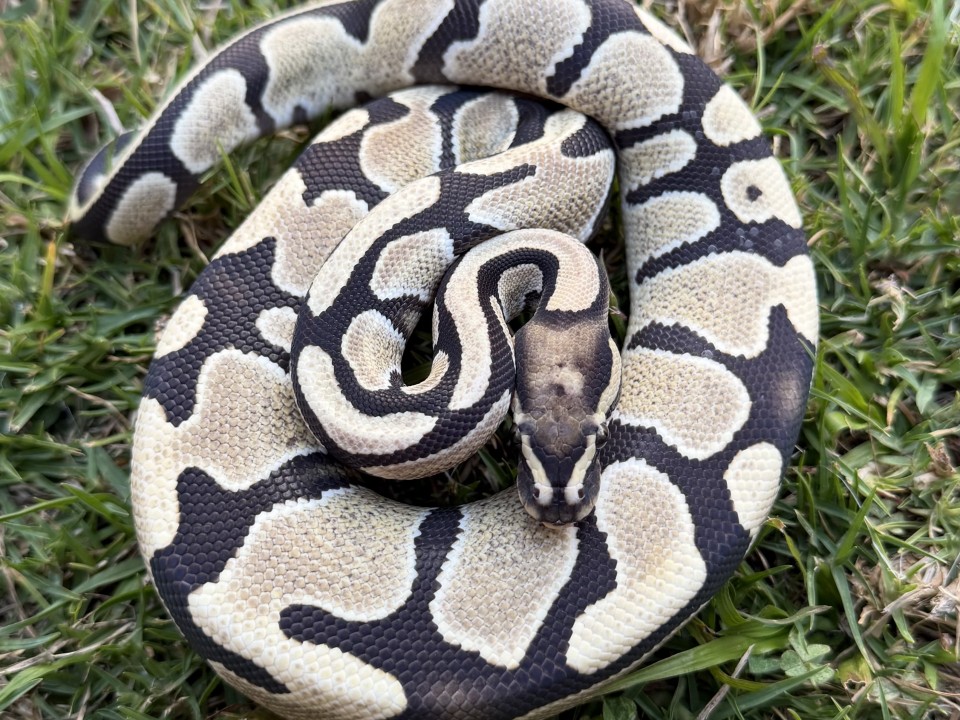 Ball Python Desert Ghost 100% Het Piebald (50% Het Axanthic (MJ))