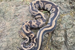 Leopard Het Lavender Albino 50% Possible Het Piebald