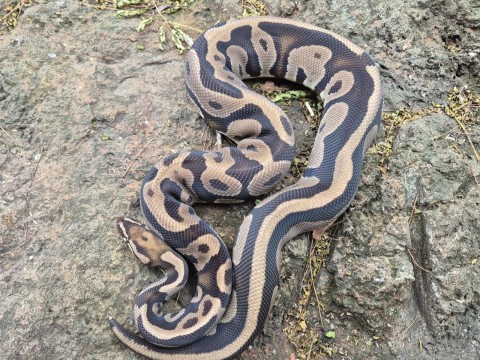 Ball Python — Leopard Het Lavender Albino 50% Possible Het Piebald