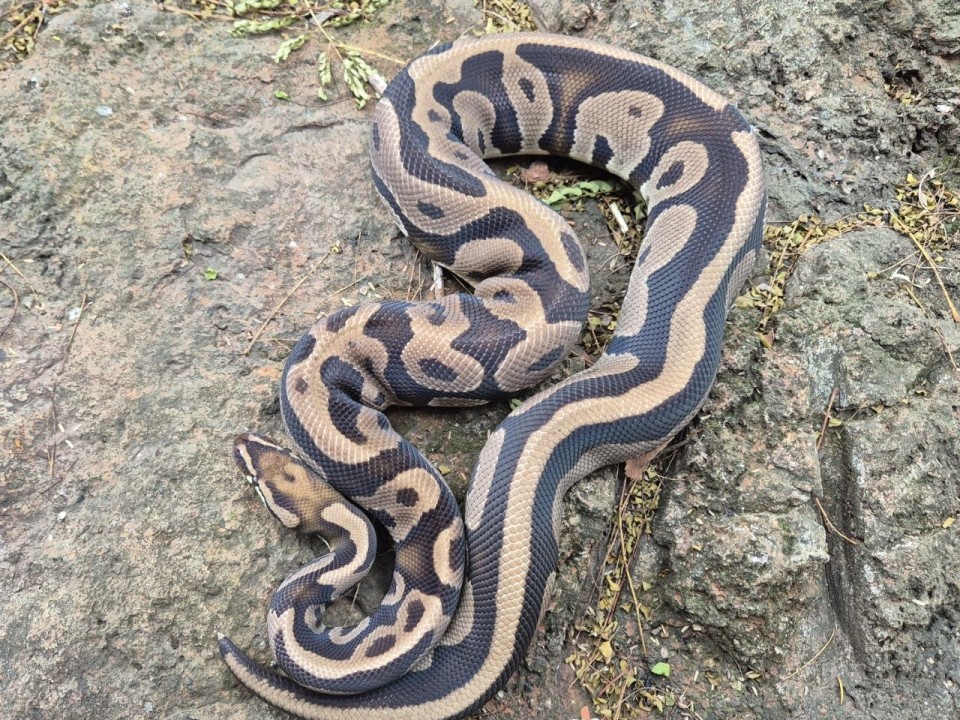 Ball Python Leopard Het Lavender Albino 50% Possible Het Piebald