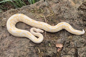 Black Pastel Lavender Albino