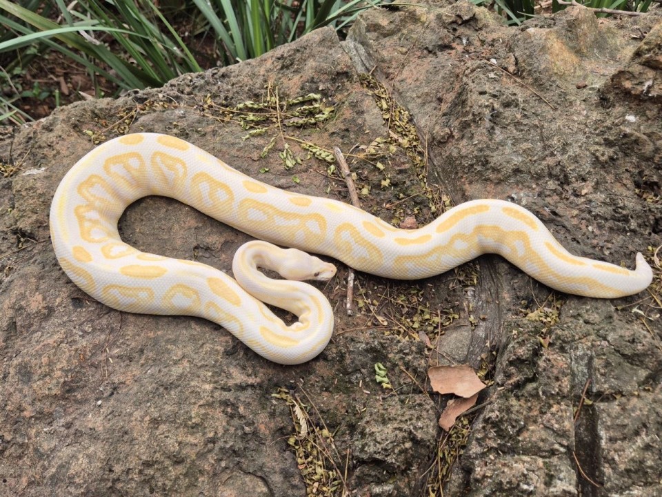 Ball Python Black Pastel Lavender Albino