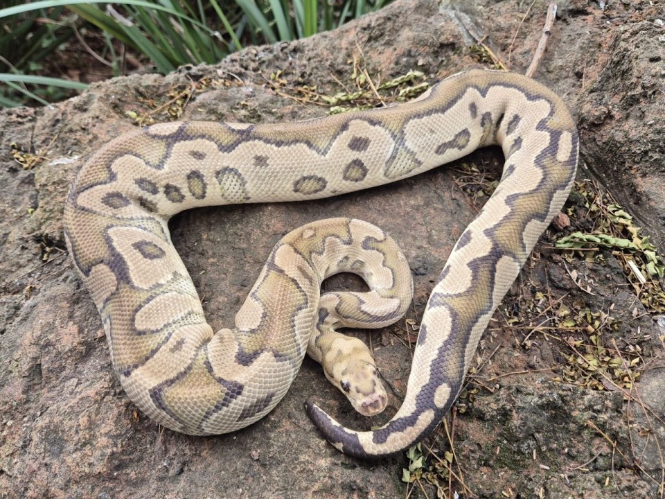 Ball Python Fire Clown