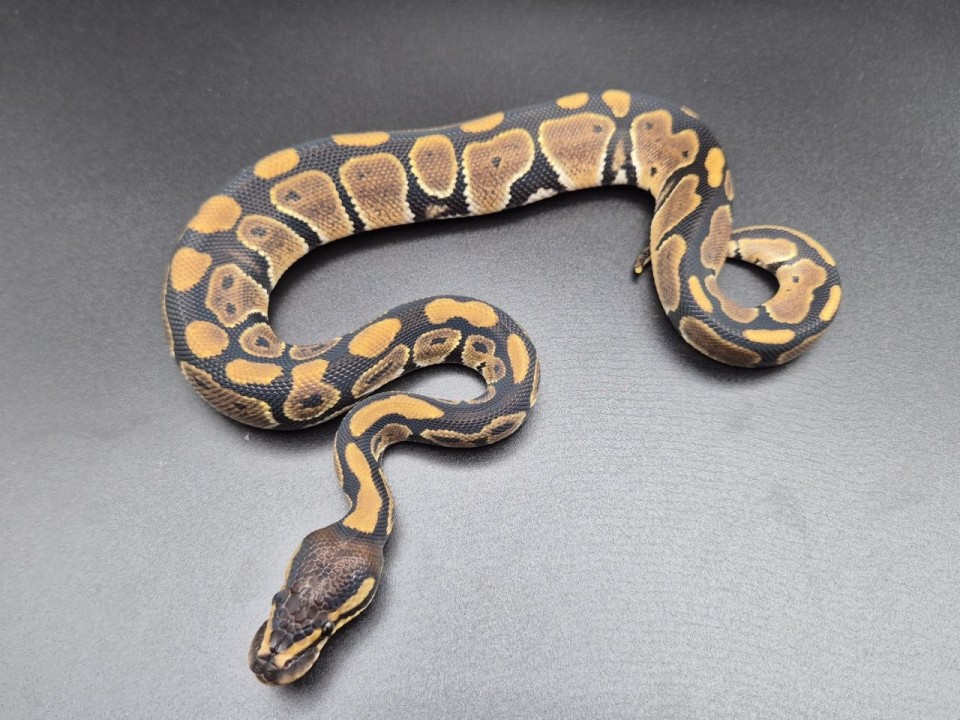 Ball Python Het Candy