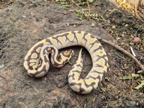 Ball Python — Enchi Spotnose Yellow Belly Het Clown
