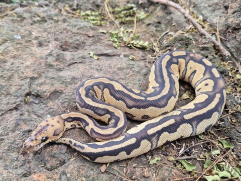 Ball Python — Specter Clown