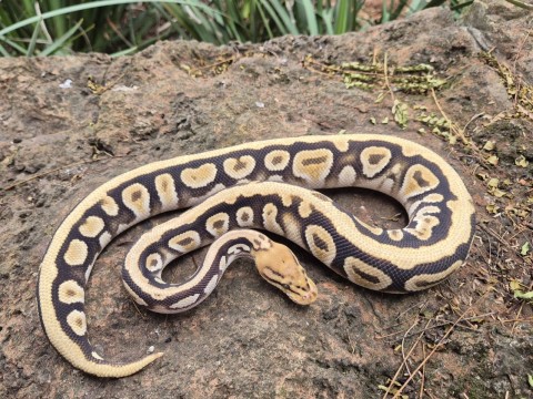 Ball Python — Cypress Special Spotnose Het Clown