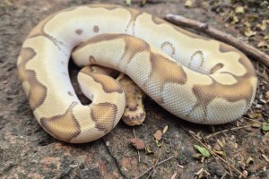 Enchi Mojave Yellow Belly Clown