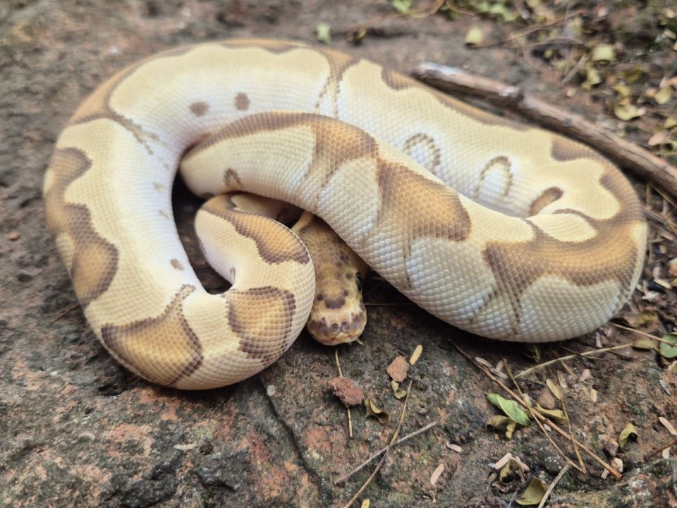 Ball Python Enchi Mojave Yellow Belly Clown