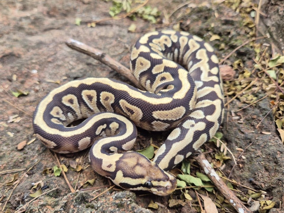 Ball Python Mojave Spotnose Yellow Belly Het Clown