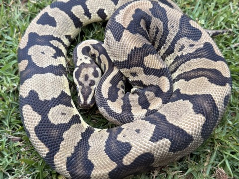 Ball Python — Confusion Vanilla