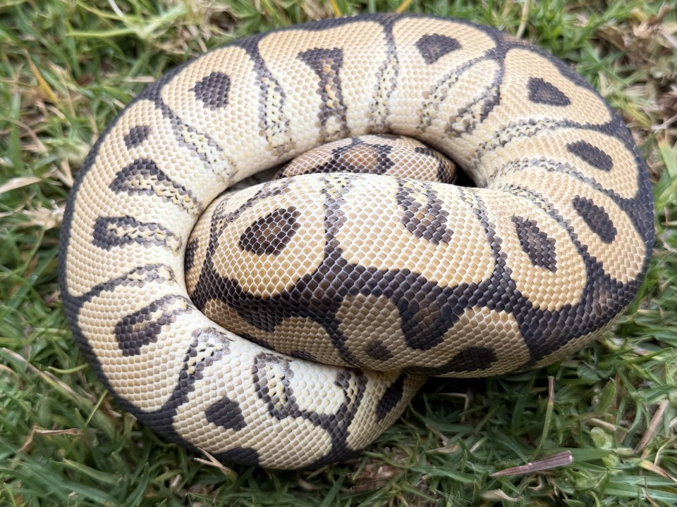 Ball Python Spotnose Clown