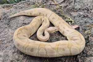 Hidden Gene Woma Clown 50% Possible Het Piebald