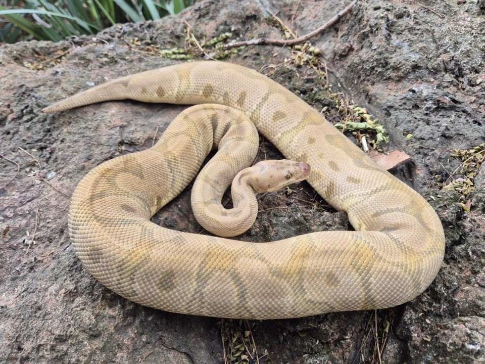 Ball Python Hidden Gene Woma Clown 50% Possible Het Piebald