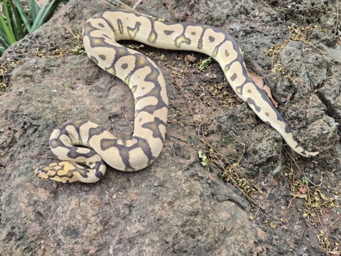 Ball Python — Spotnose Clown