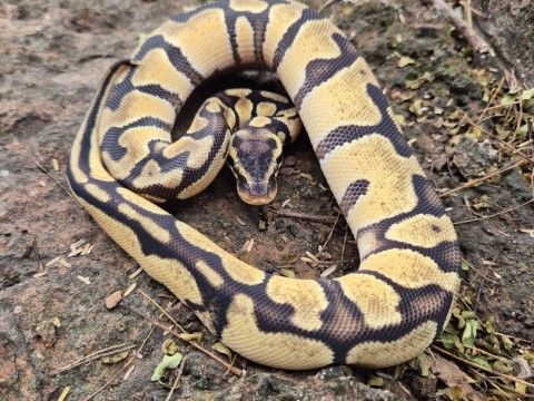 Ball Python — Enchi Pastel