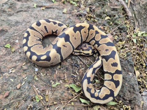 Ball Python — Spotnose Het Clown